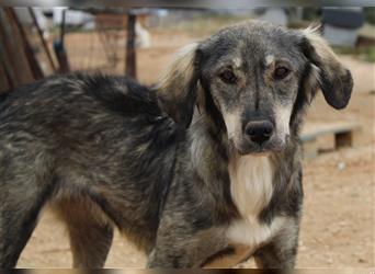Smilla, geb. ca. 09/2022, lebt in GRIECHENLAND, auf einem Gelände, auf dem die Hunde notdürftig vers