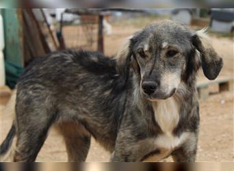 Smilla, geb. ca. 09/2022, lebt in GRIECHENLAND, auf einem Gelände, auf dem die Hunde notdürftig vers