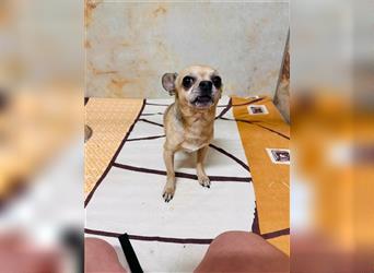 Gaspacho - lieb, sozial, freundlich - Chihuahua-Mischling