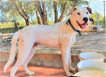 Charakterhund Gazul 06/19 (ESP) - charismatischer und sozialer Boxer-Herdenschutz Mix
