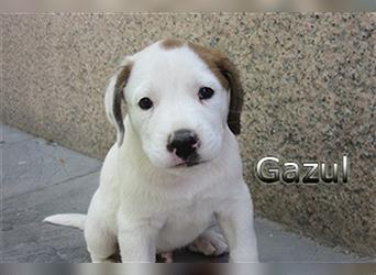 Charakterhund Gazul 06/19 (ESP) - charismatischer und sozialer Boxer-Herdenschutz Mix