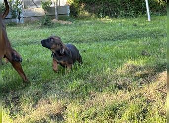 BGS - Welpen - Bayerische Gebirgsschweißhunde