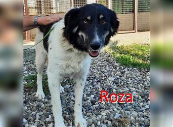 ROZA ❤ sucht Zuhause oder Pflegestelle
