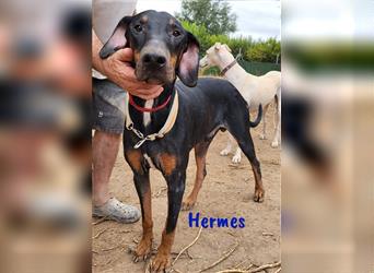 Hermes 09/2019 (ESP) - sozialer, sportlicher Dobermann sucht Rassekenner!