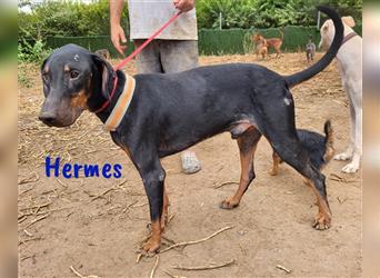 Hermes 09/2019 (ESP) - sozialer, sportlicher Dobermann sucht Rassekenner!