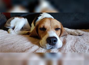 Srecko Beagle aus der Not