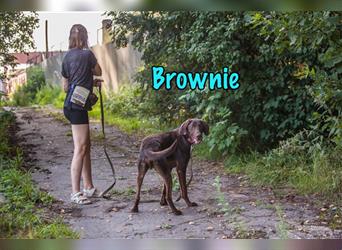 Brownie 03/2020 (RUS) - kinderlieber, sportbegeisterter Deutsch-Kurzhaar-Mix sucht!