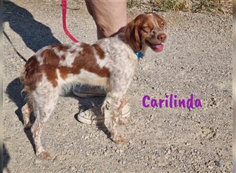 Carilinda 10/2021 (ESP) - wunderschöne, verträgliche Bretonischer Spaniel Hündin!