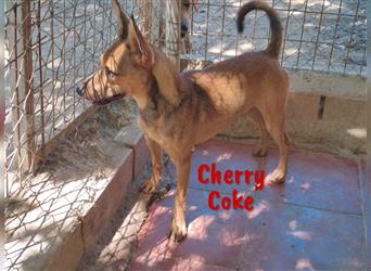 Cherry Coke 10/2022 (ESP) - sozialer, kleiner Jungrüde freut sich auf Spiel, Spaß und Abenteuer!
