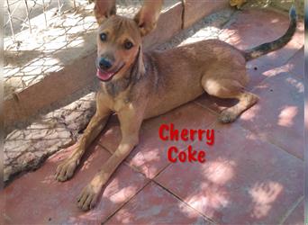 Cherry Coke 10/2022 (ESP) - sozialer, kleiner Jungrüde freut sich auf Spiel, Spaß und Abenteuer!