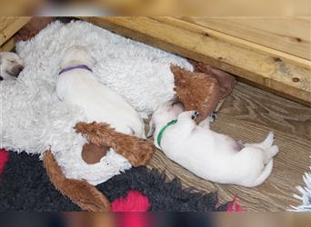 Wurferwartung kerngesunder Labrador Welpen zu Anfang Oktober mit Ahnentafel