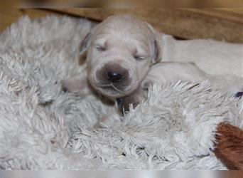 Wurferwartung kerngesunder Labrador Welpen zu Anfang Oktober mit Ahnentafel