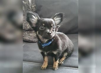 süße Chihuahua Welpen