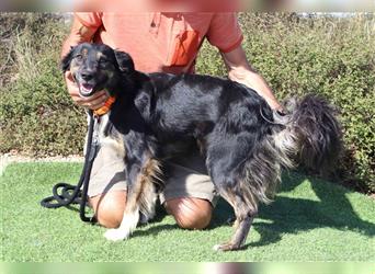 Amia, Mix Border Collie / Setter, lieb und verträglich