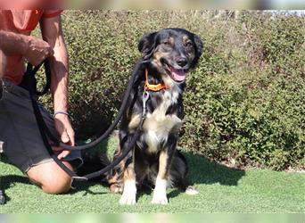 Amia, Mix Border Collie / Setter, lieb und verträglich