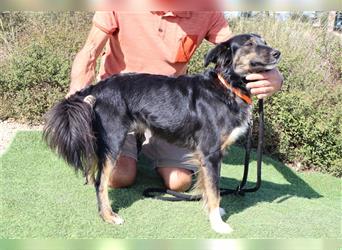 Amia, Mix Border Collie / Setter, lieb und verträglich