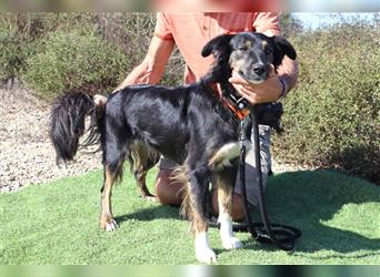 Amia, Mix Border Collie / Setter, lieb und verträglich