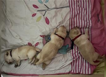 Labrador Welpen reinrassig mit Papieren