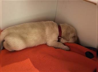 Labrador Welpen reinrassig mit Papieren