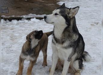 Wolfsschäferhunde (Sandros Leisha Dog, der Hund im Wolfslook, robust, gesund, lauffreudig)