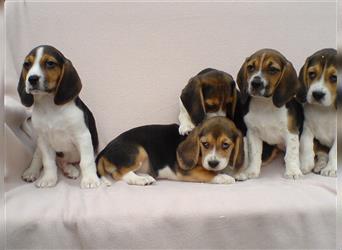Sehr süße Beagle Welpen tricolor abzugeben!