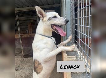 Lennox - verspielter und menschenbezogener Junghund / z.Zt. noch in Spanien