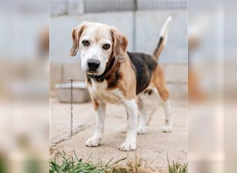 VIKO - ein charmanter Beagle-Opi wünscht sich ein warmes Körbchen