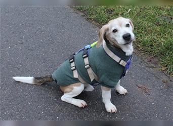 VIKO - ein charmanter Beagle-Opi wünscht sich ein warmes Körbchen