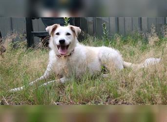 Amber, Schnauzer-Mix-Hündin, geb. 2019, sanfte, schlaue Hündin