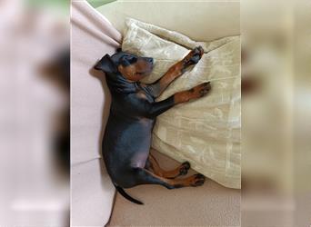 Manchester Terrier Sommerwurf 24 in Planung