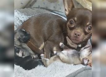 Zuckersüße Chihuahua Welpen