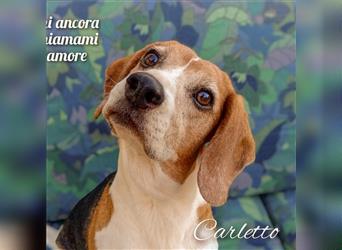 Carletto - freundlich zu allen Menschen und Hunden
