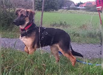 Schäferhund Mix Junghund Rüde "Momo" sucht ein Zuhause