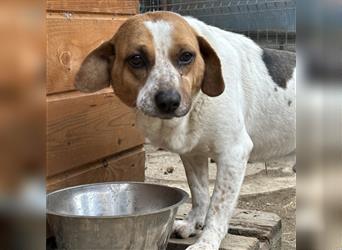 Aufgeweckter Rüde Bongo - Beagle-Mischling, 2,5 Jahre, 40cm, Tierschutz