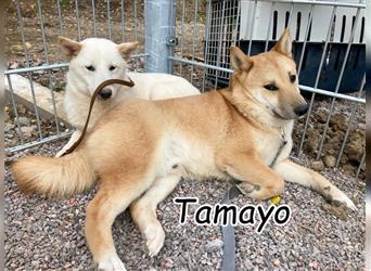 Bekommt Tamayo endlich die Chance auf ein würdiges und liebevolles Hundeleben?