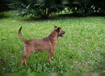 DRAGO - der freundliche, fröhliche und aktive Rüde verträgt sich super mit anderen Hunden
