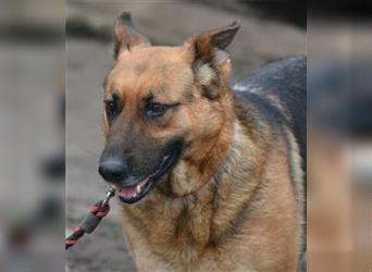 Celia, deutscher Schäferhund, stark blutend konnte sie dem Schicksal entfliehen