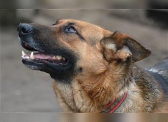 Celia, deutscher Schäferhund, stark blutend konnte sie dem Schicksal entfliehen