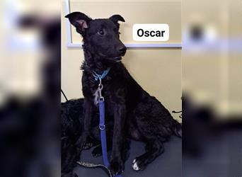 Oscar sucht ein Zuhause