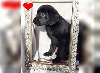 ❤️ Wunderschöne Labrador Welpen m.  P. / Ahnentafel  