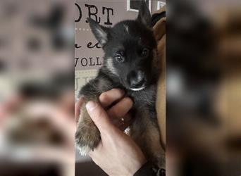 9 süße Schäferhunde Welpen in liebevolle Hände abzugeben