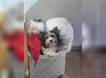 Schmuseliebender Biewer Yorkshire Terrier, 8 Monate