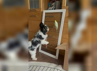 Schmuseliebender Biewer Yorkshire Terrier, 8 Monate