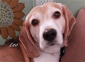 Beagle Leo, so sein Name soll sein Zuhause in Sizilien verlassen.