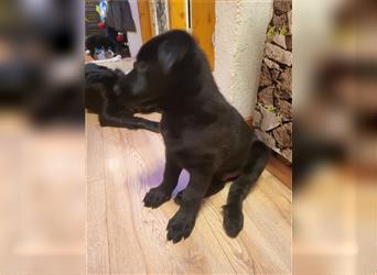 Schwarzer Labrador-Schäferhund Rüde abzugeben