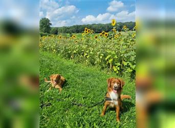 Reinrassige Nova Scotia Duck Tolling Retriever Welpen