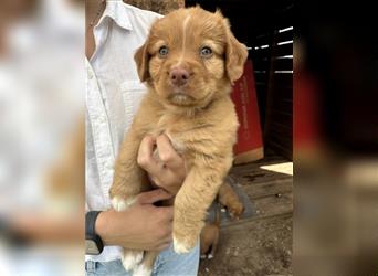 Reinrassige Nova Scotia Duck Tolling Retriever Welpen