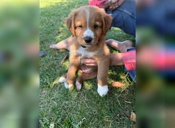 Reinrassige Nova Scotia Duck Tolling Retriever Welpen