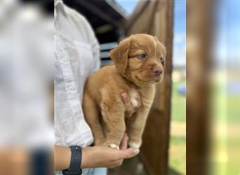 Reinrassige Nova Scotia Duck Tolling Retriever Welpen