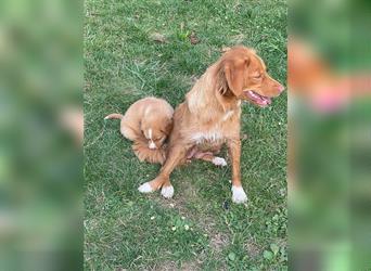 Reinrassige Nova Scotia Duck Tolling Retriever Welpen